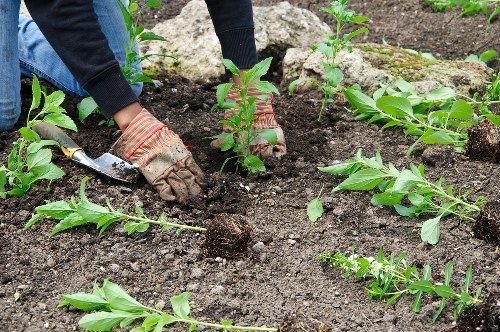 Free quotation process for a local gardening service