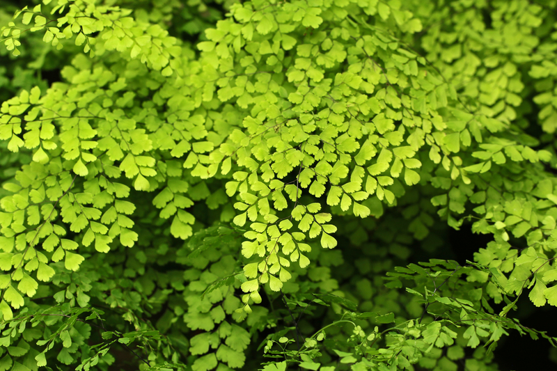 garden maintenance garden